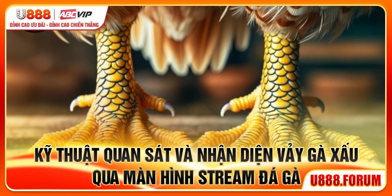 Kỹ thuật quan sát và nhận diện 23 vảy gà xấu khi tham gia cá cược đá gà