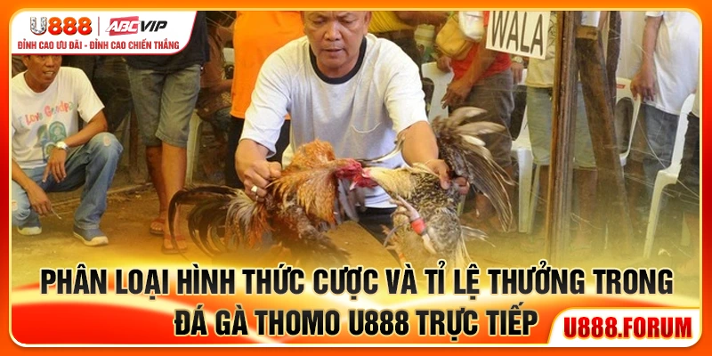 Phân loại hình thức cược và tỉ lệ thưởng trong đá gà Thomo U888 trực tiếp