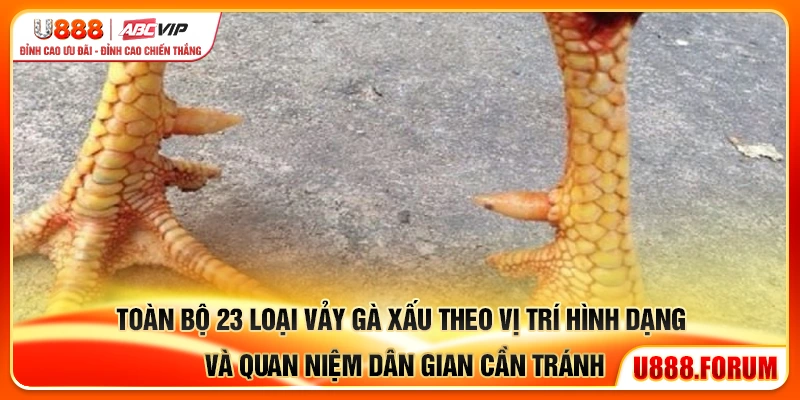 Toàn bộ 23 vảy gà xấu theo vị trí hình dạng và quan niệm dân gian cần tránh