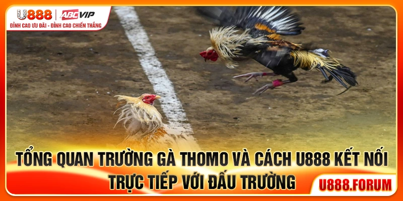 Tổng quan trường gà Thomo và cách U888 kết nối trực tiếp với đấu trường