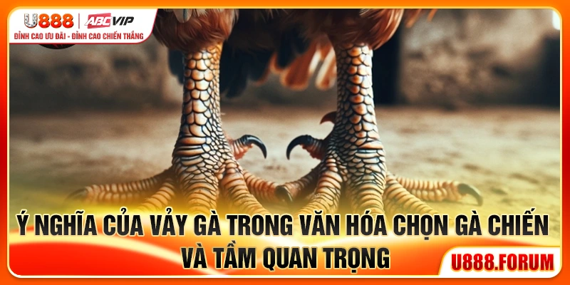 Ý nghĩa của 23 vảy gà xấu trong văn hóa chọn gà chiến và tầm quan trọng